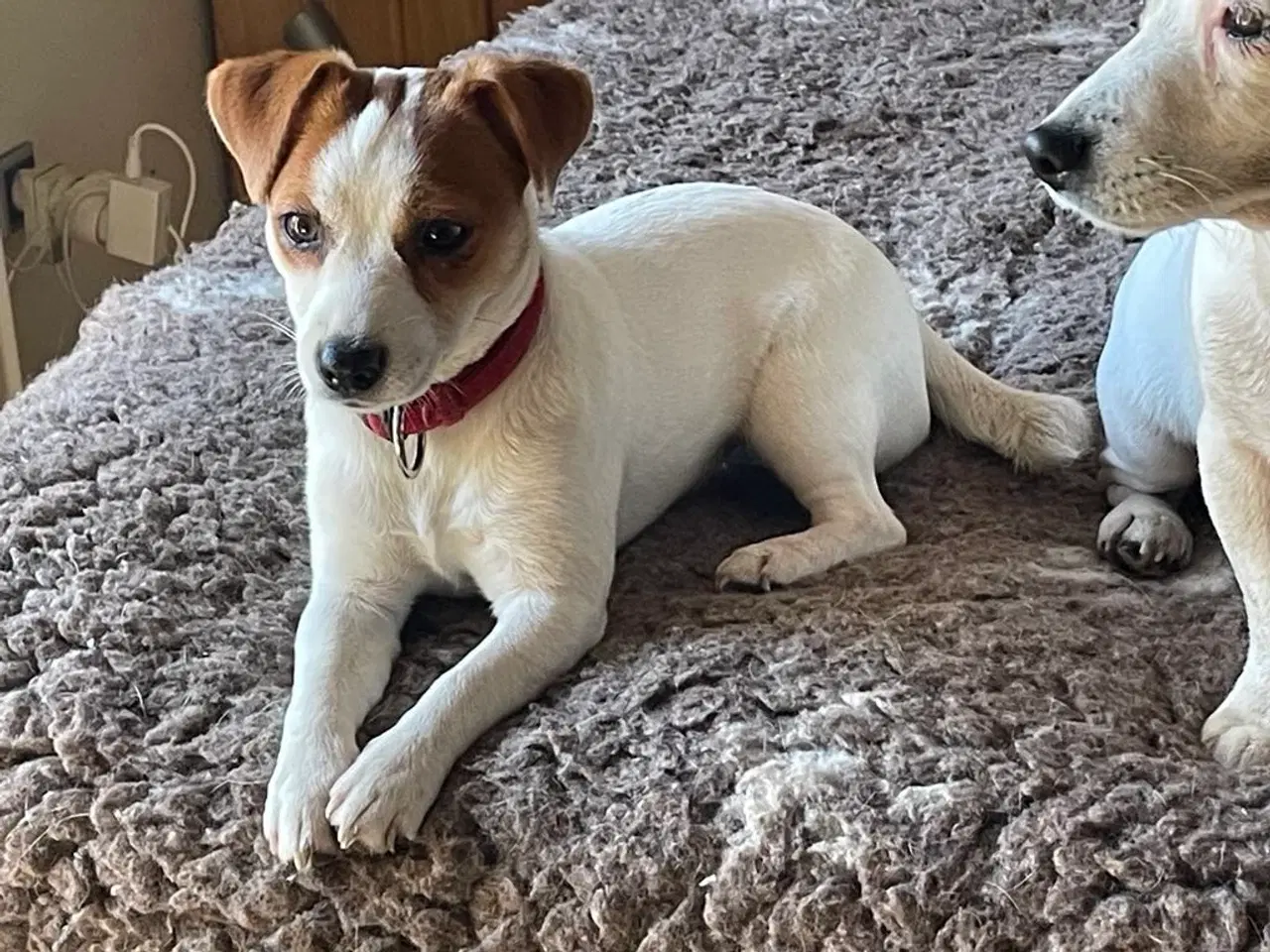 Billede 6 - Jack Russell Terrier - 10 måneder