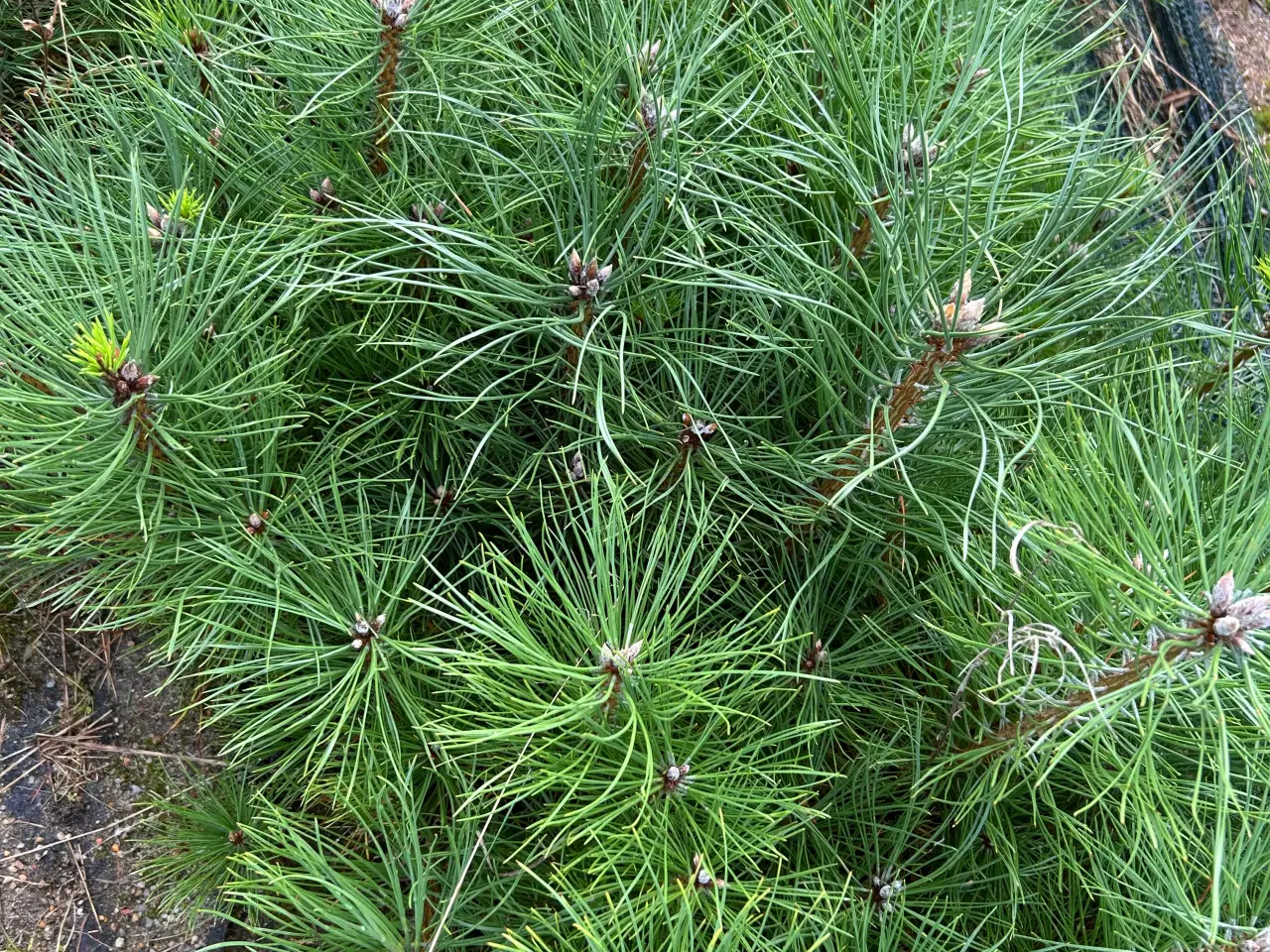 Billede 1 - Planter