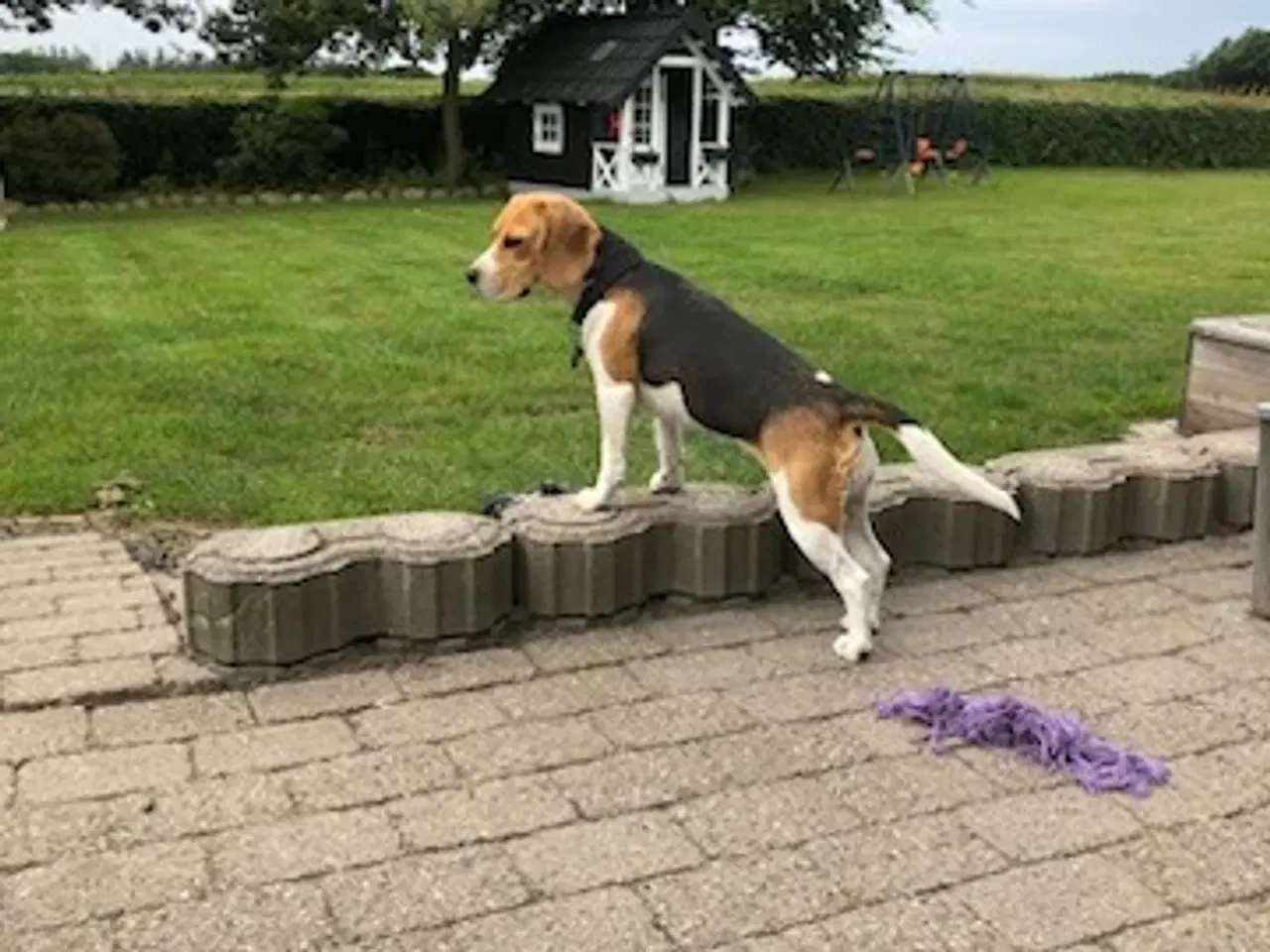 Billede 2 - søger beagle hanhund