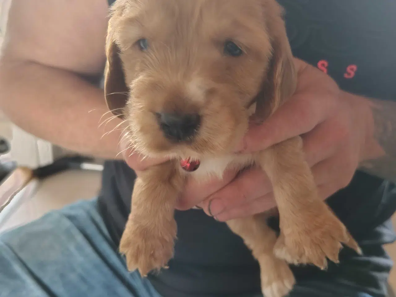 Billede 15 - Cocker Spaniel 