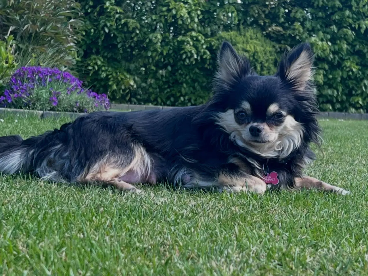 Billede 8 - Yorkshire terrier/Chihuahua