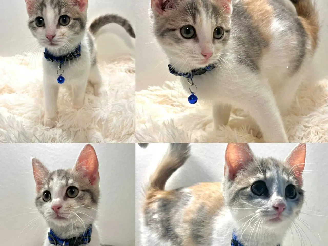 Billede 4 - Maine Coon blandninger