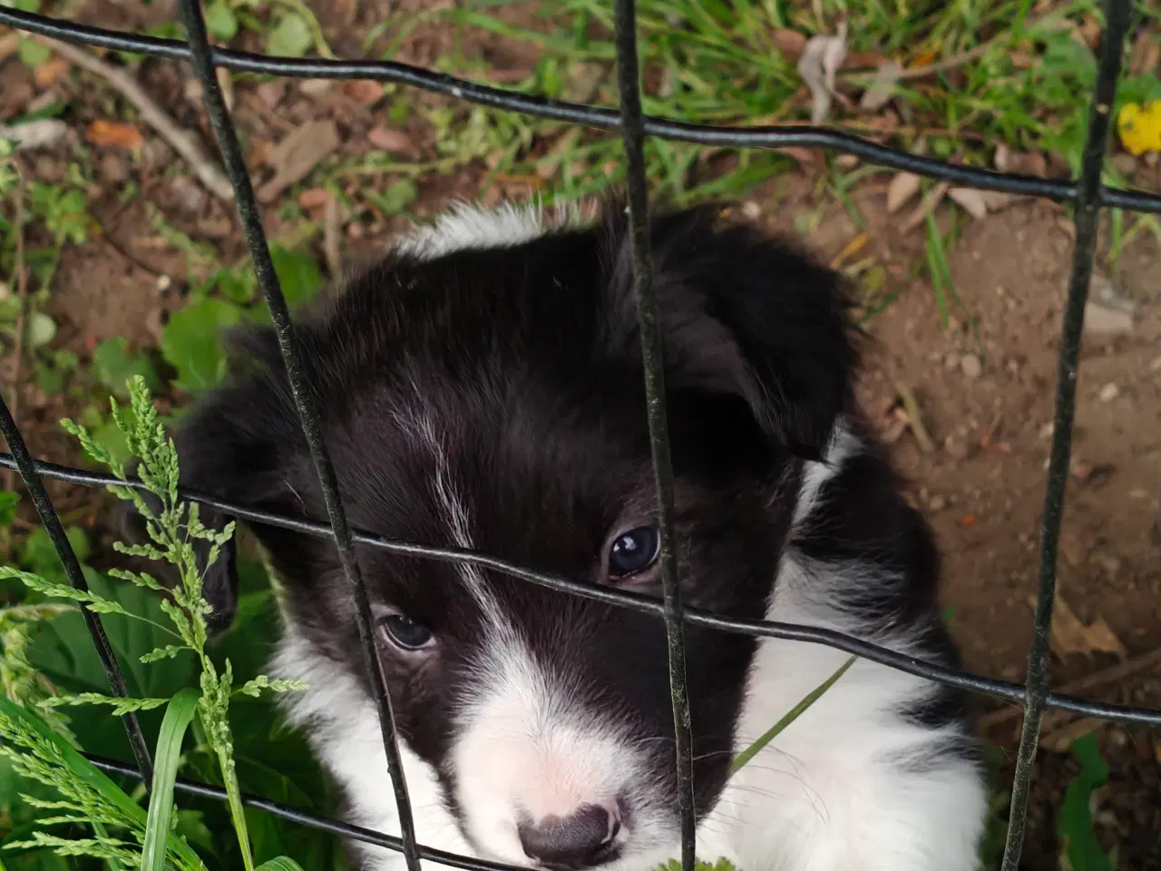 Billede 5 - Vidunderlige Border collie hvalpe