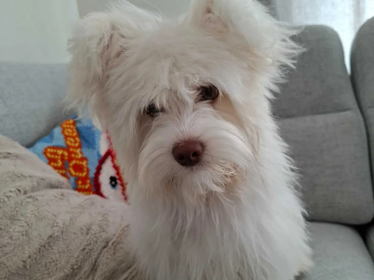 Billede 5 - Bichon havanaise Hundehvalp