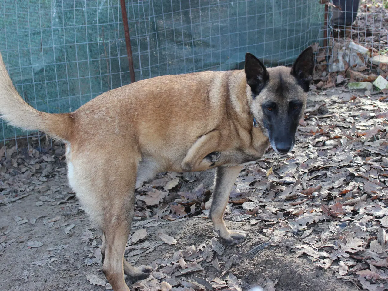 Billede 3 - Jackson søger sin egen familie❤️