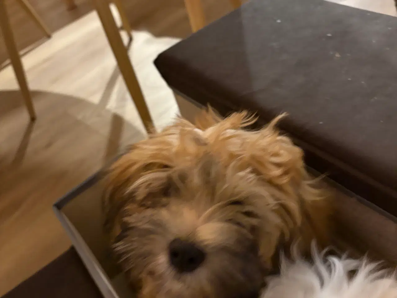 Billede 4 - Smukke Bichon Havanais