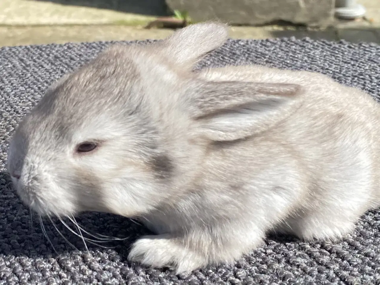 Billede 5 - FRANSK VÆDDER HAN VILDT BRUN