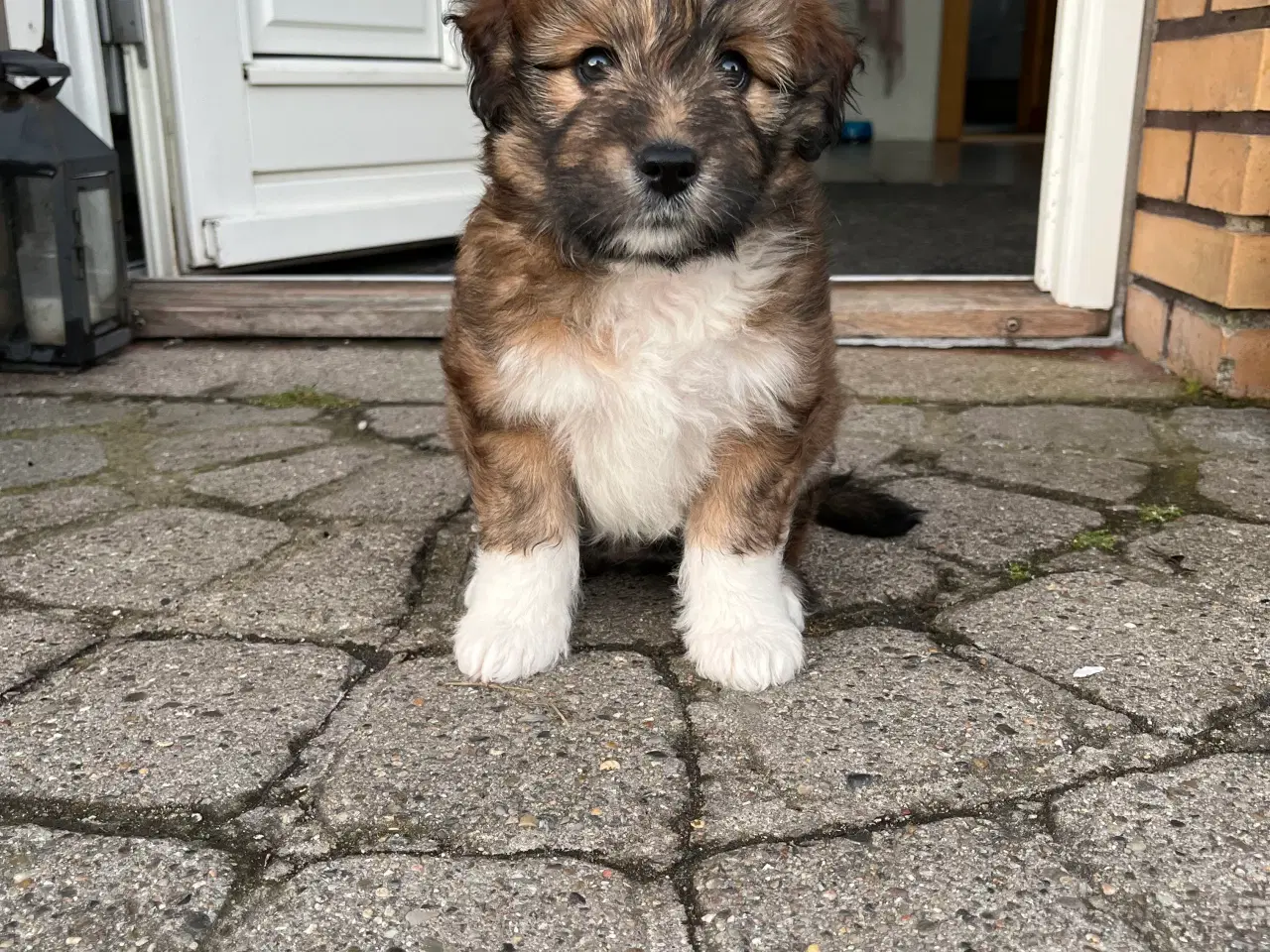 Billede 10 - Søde hundehvalpe 
