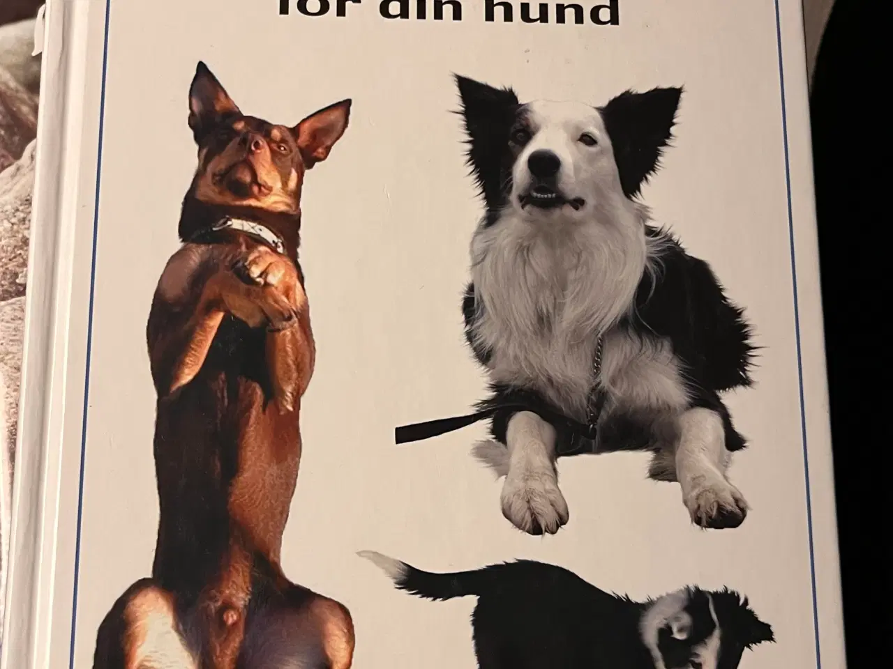 Billede 7 - Hundetræning, adfærd og viden om hunde