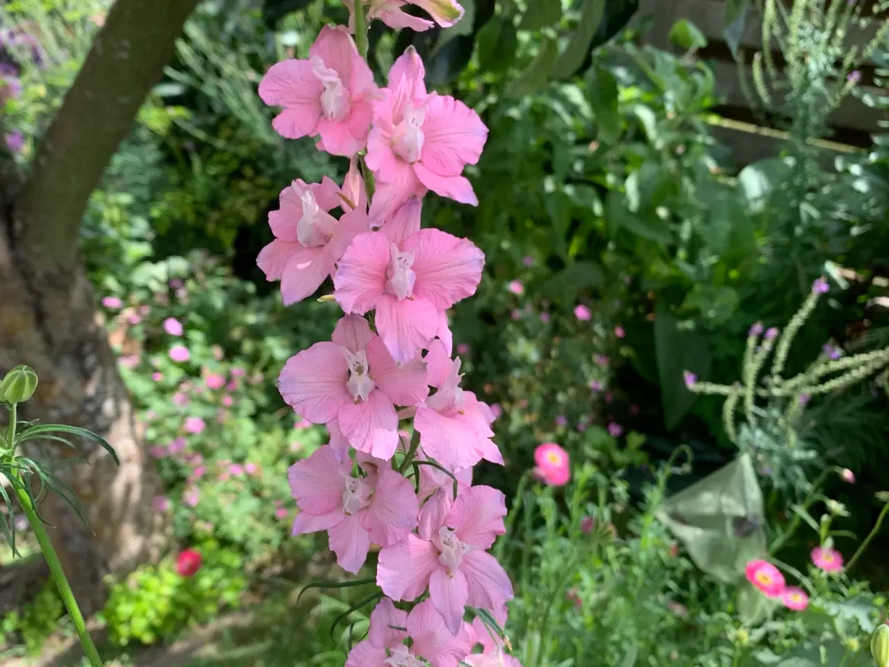 Billede 1 - Sommerblomst frø:  Delphinium consolida 