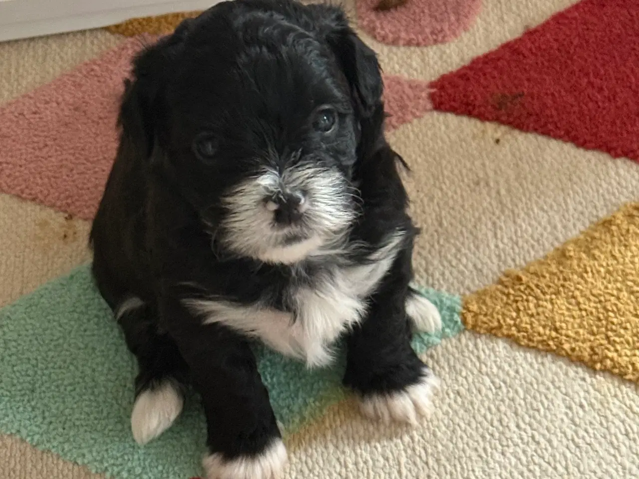 Billede 2 - Ægte bichon  havanais.