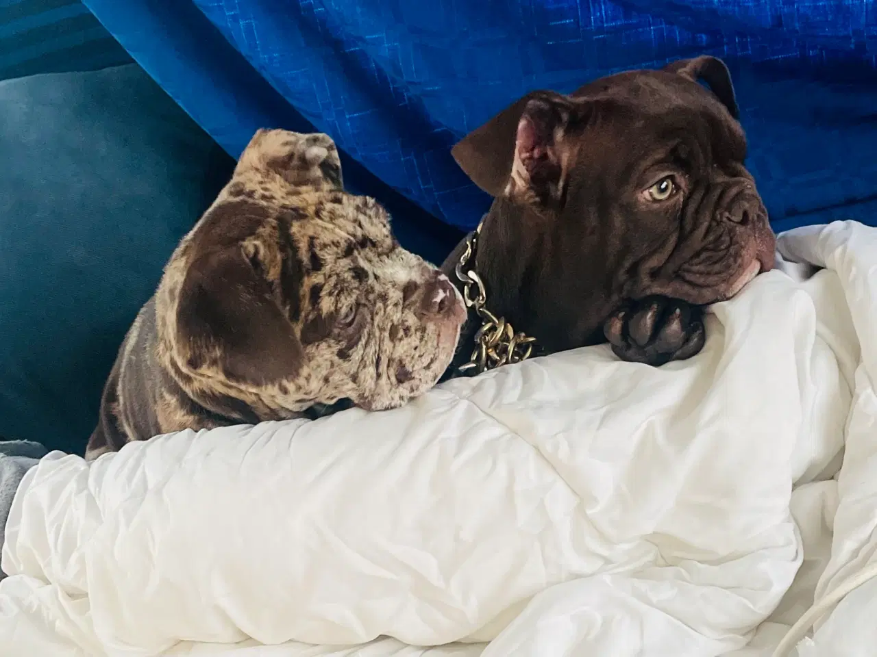 Billede 7 - Olde English bulldog 6 mdr