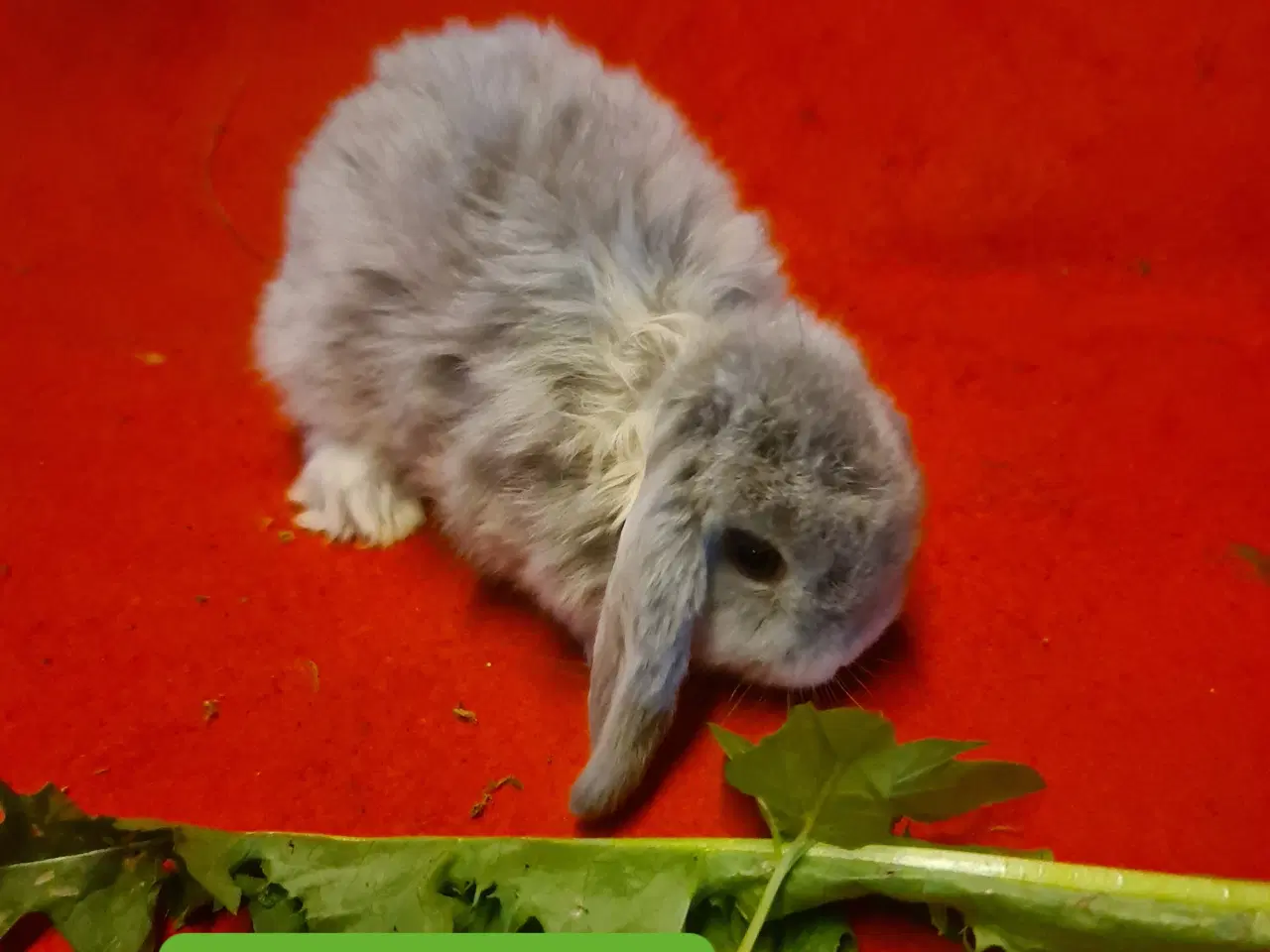 Billede 9 - Mini Lop Kaninunger 