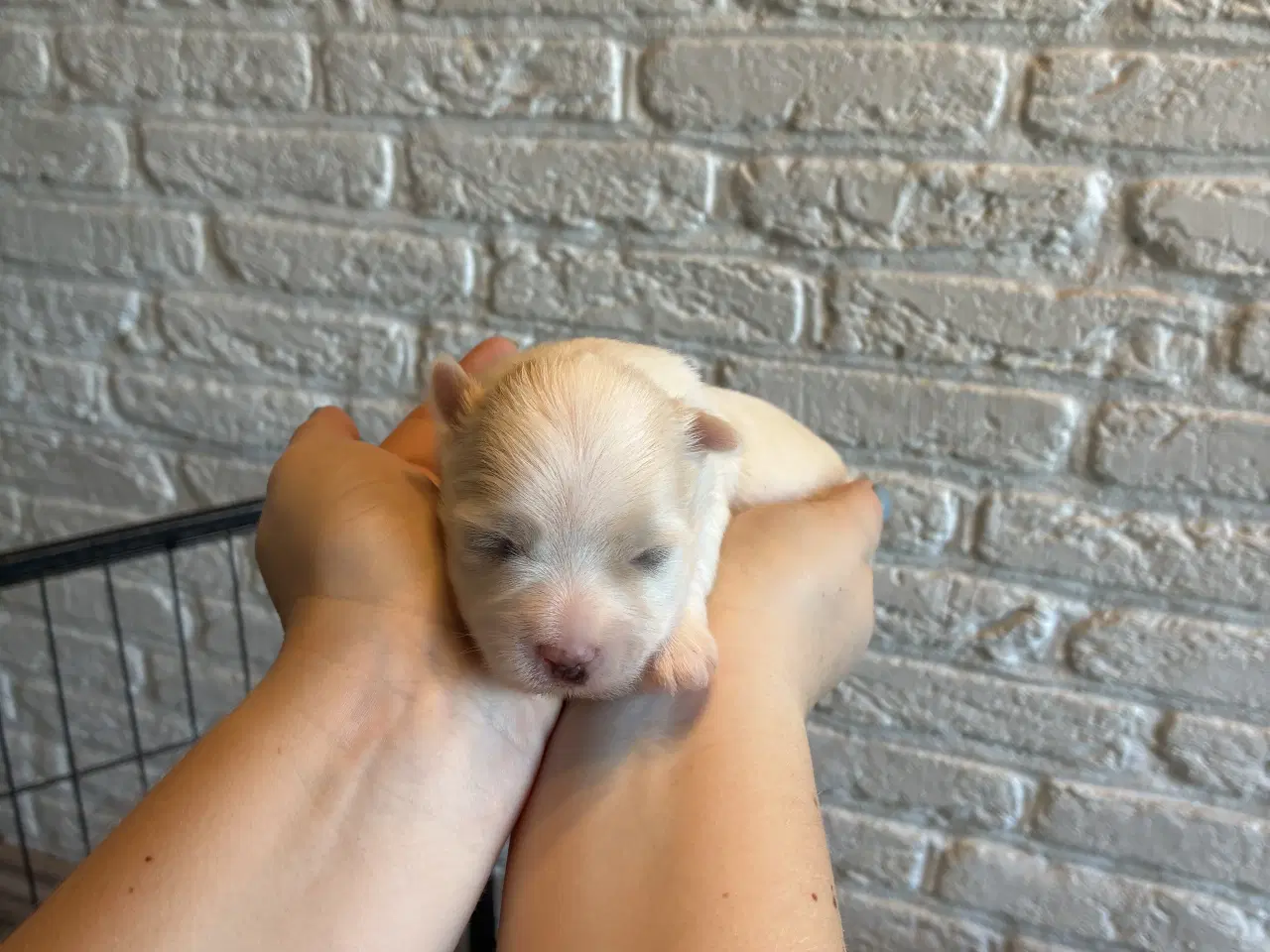 Billede 12 - Søde små Havaton hvalpe