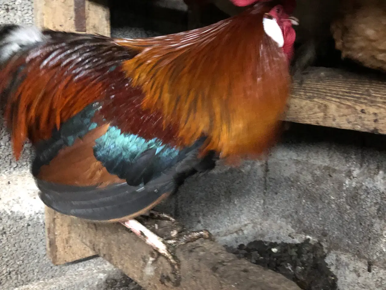 Billede 3 - Rugeæg Isa Warren eller brune italiener kryds