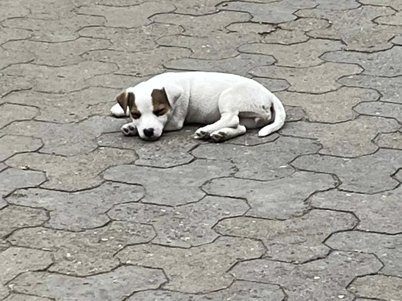 Billede 1 - Jack Russel Terrier Hvalpe