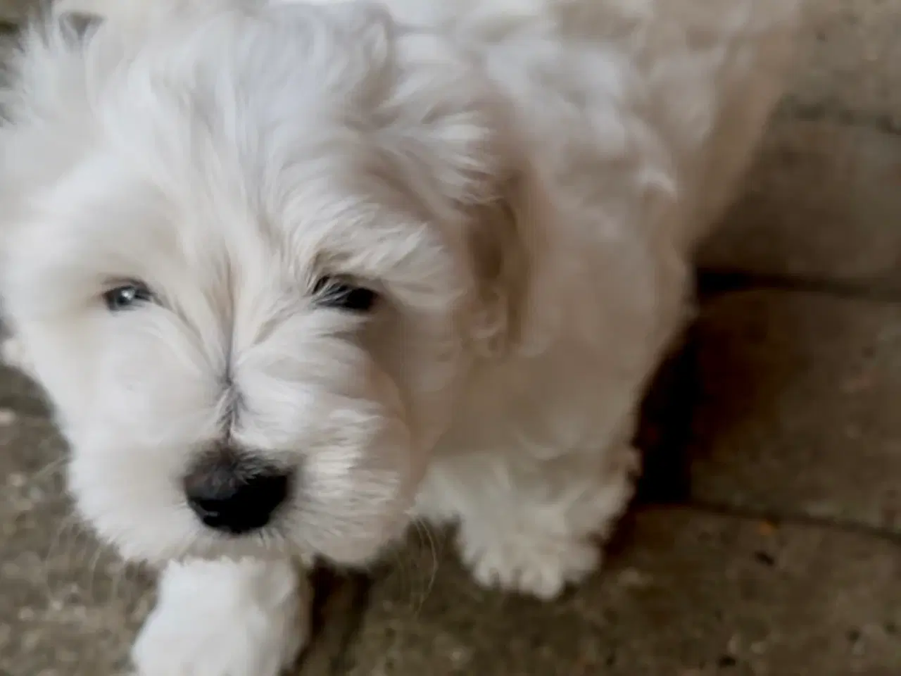 Billede 4 - Coton de Tulear hvalp 8 uger 