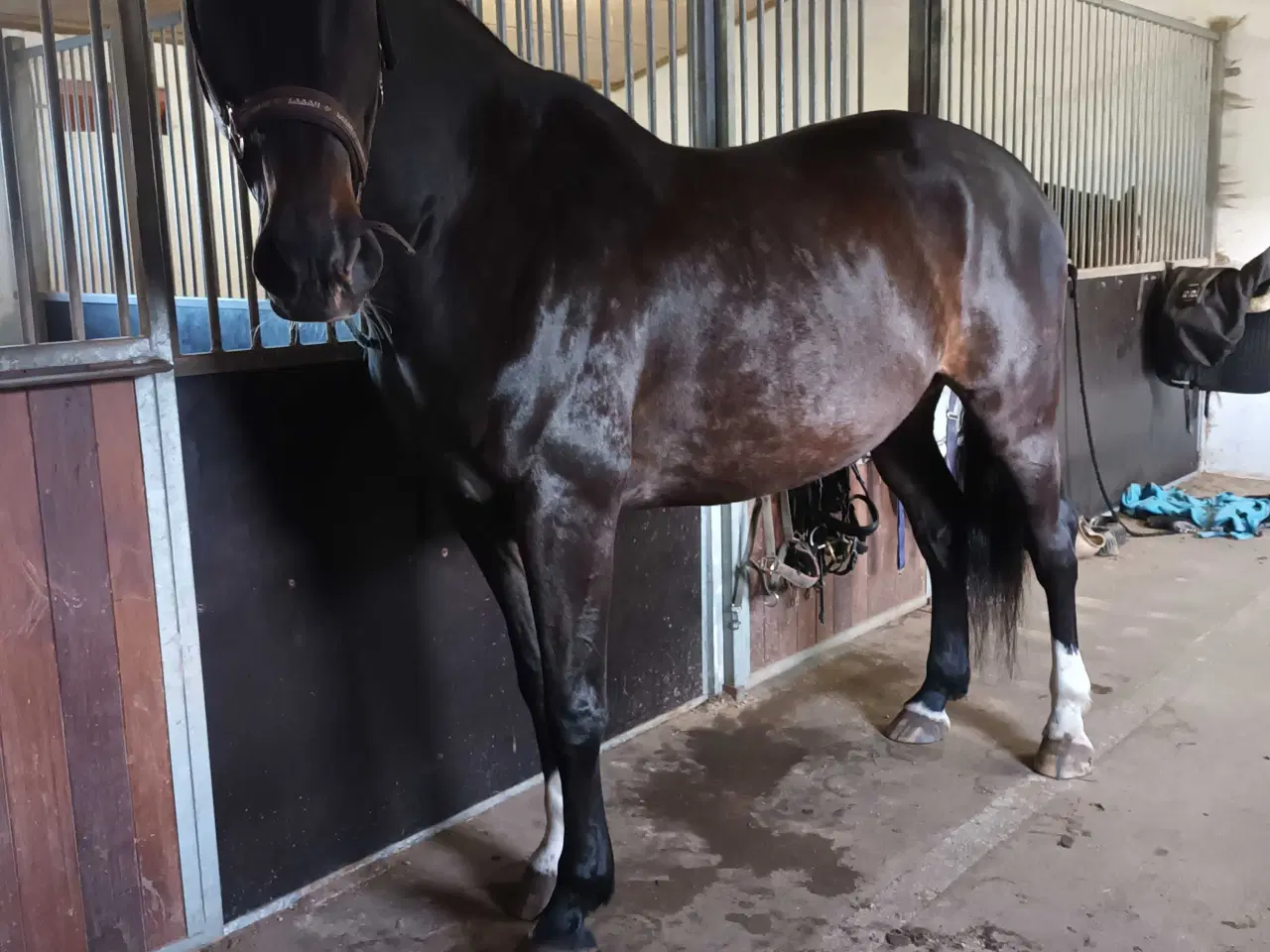 Billede 1 - Hurtig handel ønskes grundet graviditet - sød DV