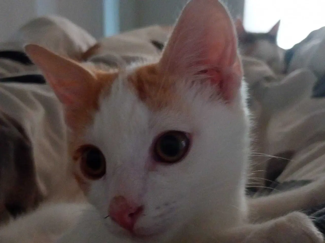 Billede 2 - Sødeste han kat sælges💔