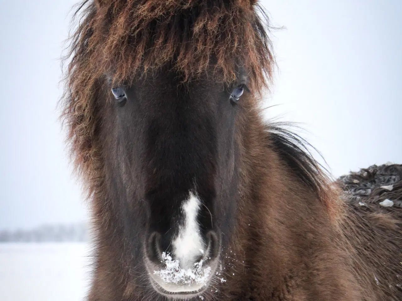 Billede 4 - Skønneste islænder hoppeføl!