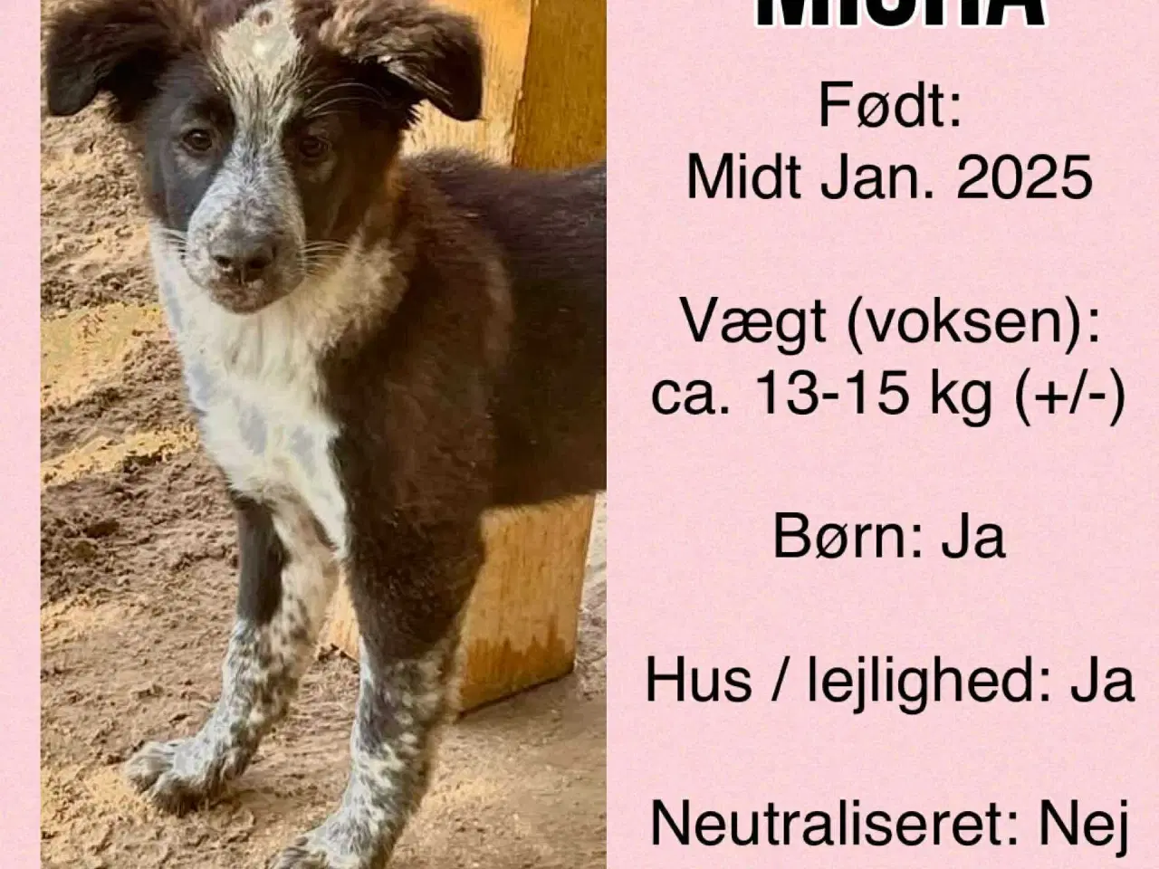 Billede 6 - Misha søger sit 4-ever hjem