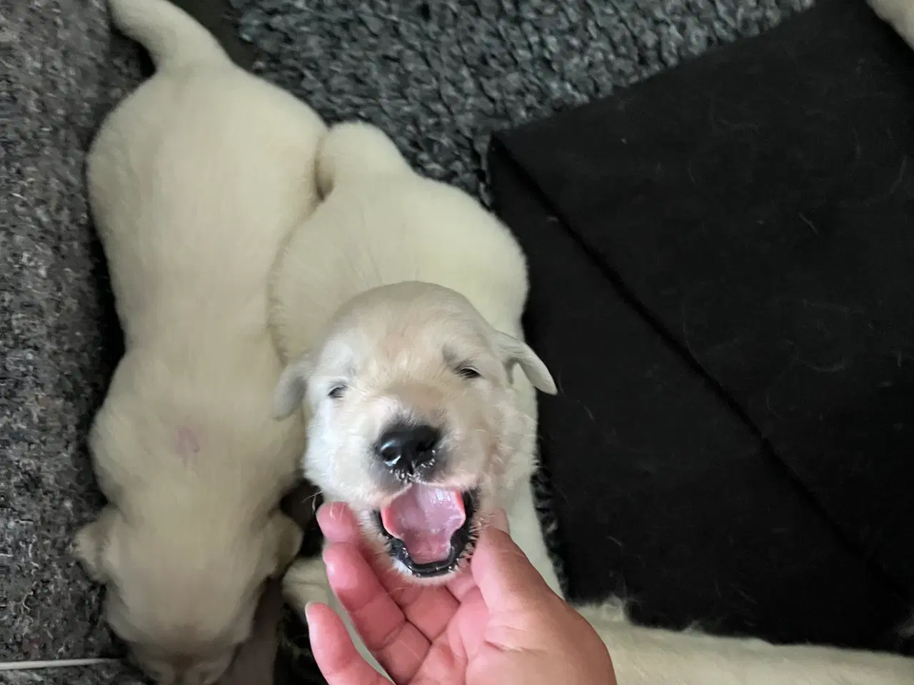 Billede 5 - Golden Retriever 