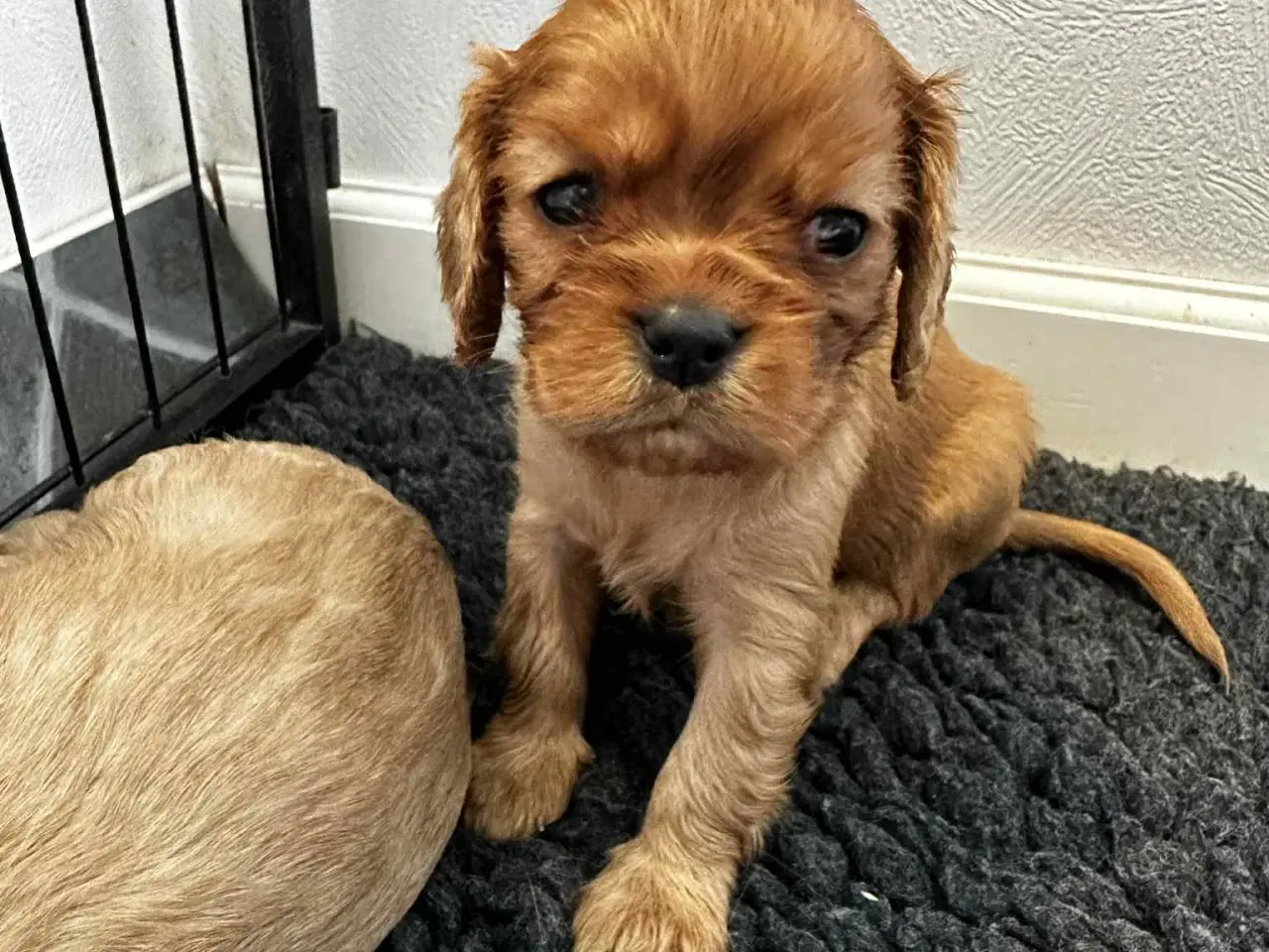 Billede 2 - Cavalier King Charles