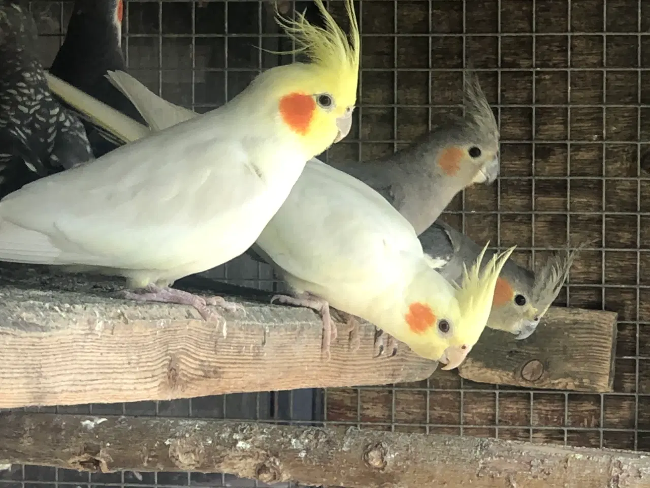 Billede 1 - Købes gule og hvide nymfer