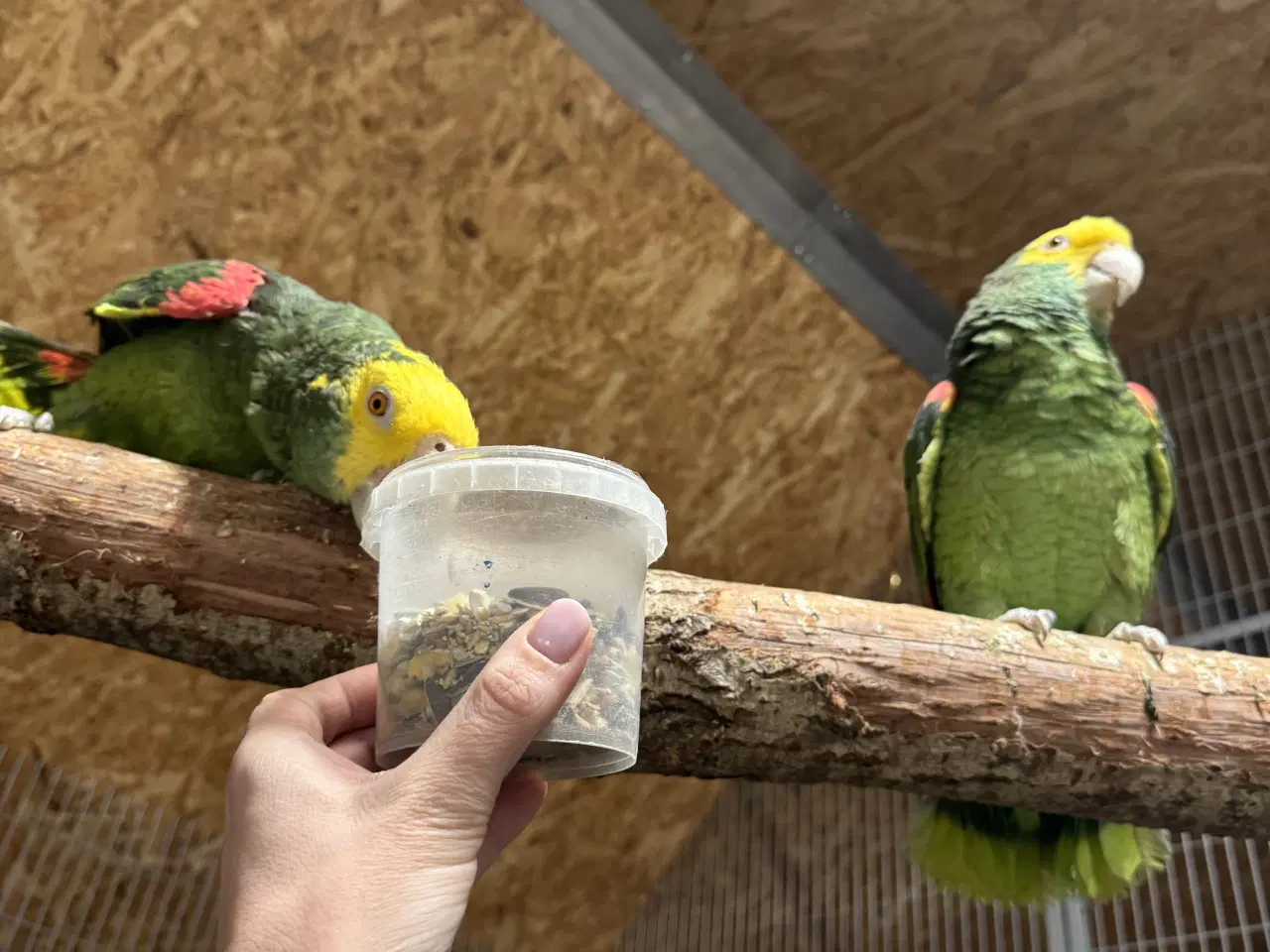 Billede 1 - Gulhovedet amazone 1.1 