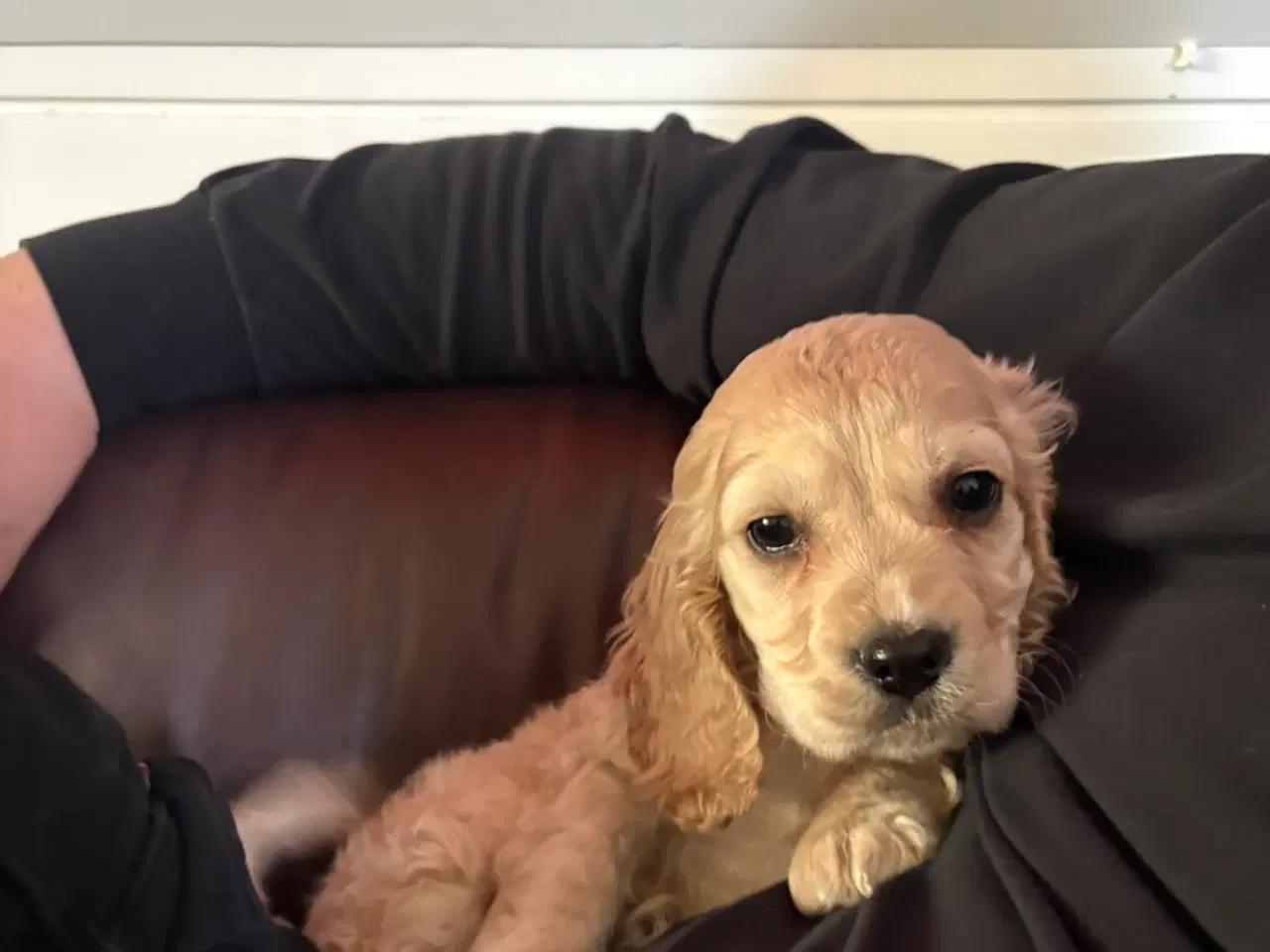 Billede 1 - Sund cocker spaniel hvalpe 