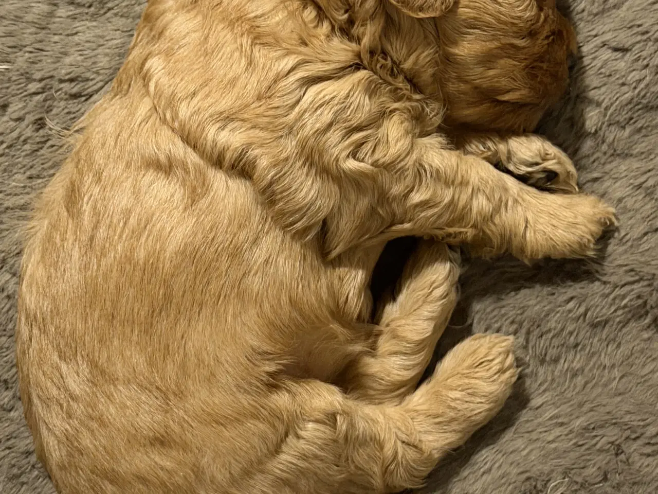 Billede 3 - Shihpoo / shih tzu blandet med puddel 