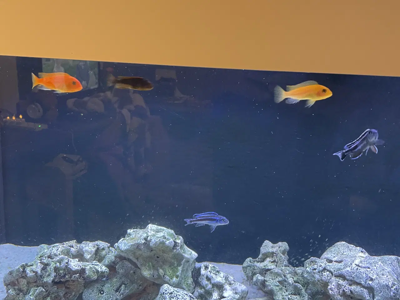 Billede 3 - Mbuna malawi 7stk