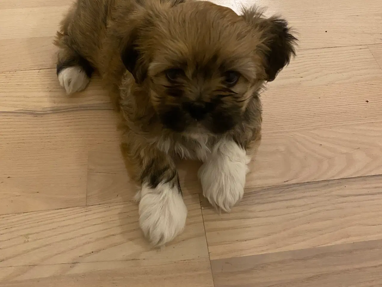 Billede 5 - Hvalpe -Lhasa Apso 