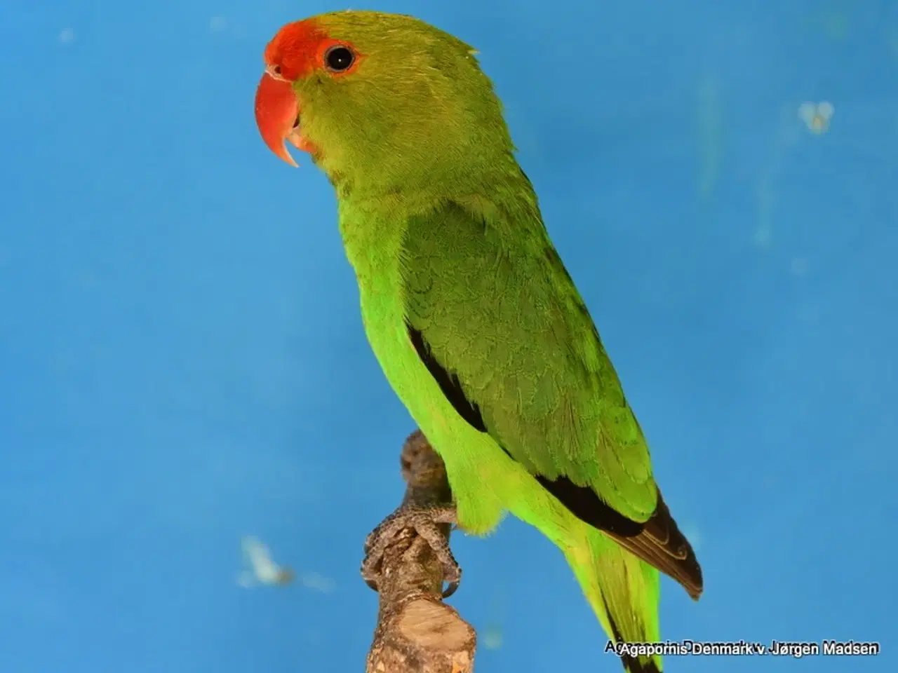 Billede 1 - Taranta Dværgpapegøje