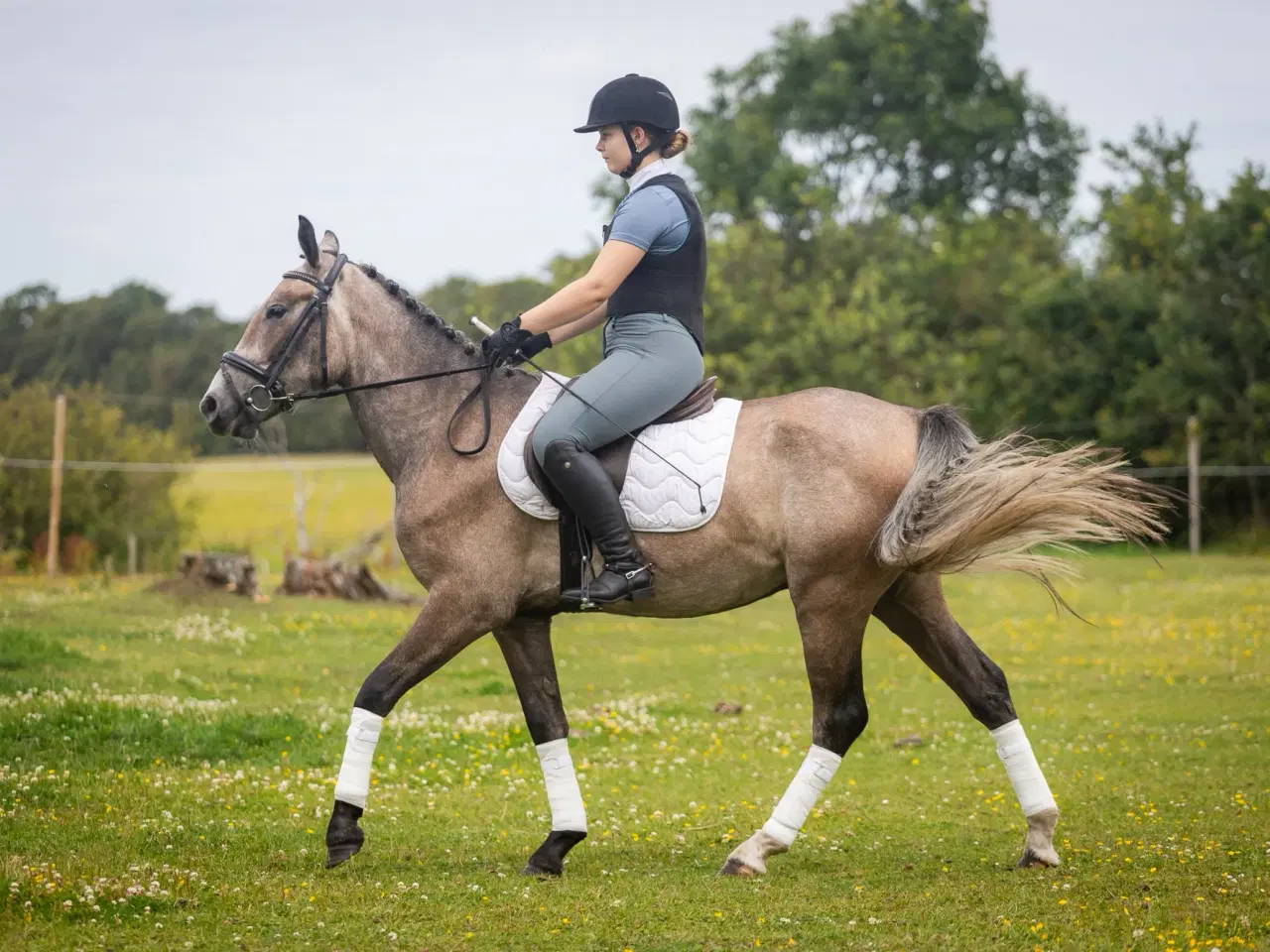 Billede 5 - Dejlig 3 års kat. I pony vallak