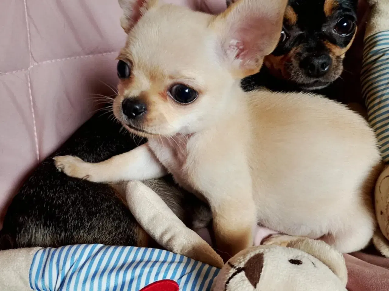 Billede 15 - Skøn chihuahua han mix hvalp