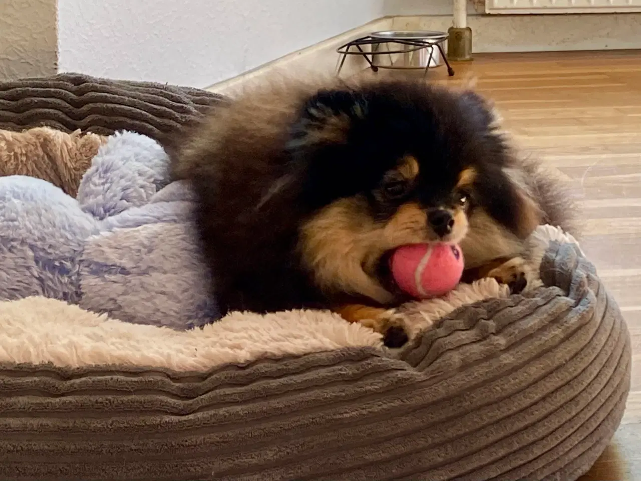 Billede 6 - Pomeranian tæve 