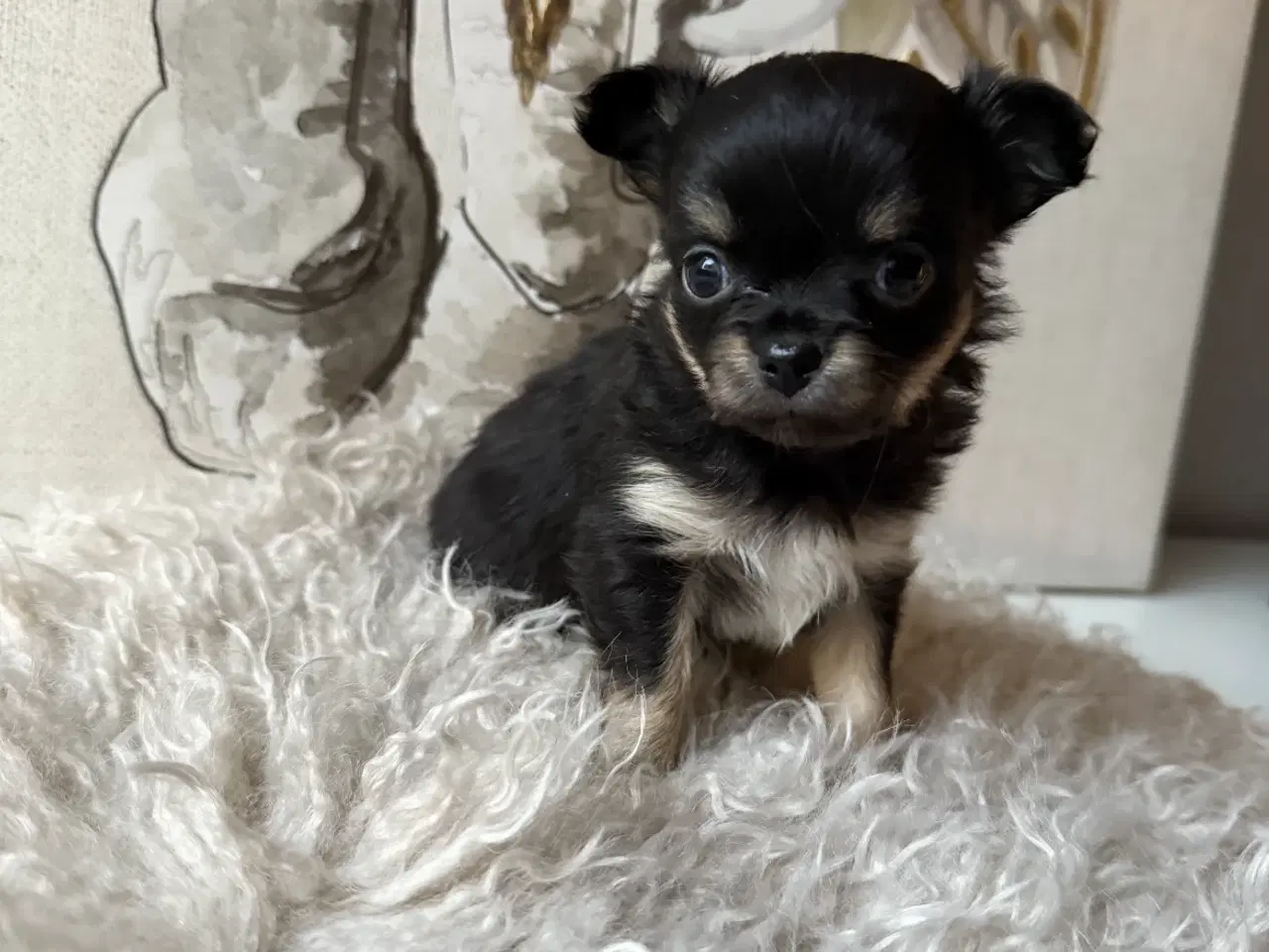 Billede 4 - 3 langhåret chihuahua tæver