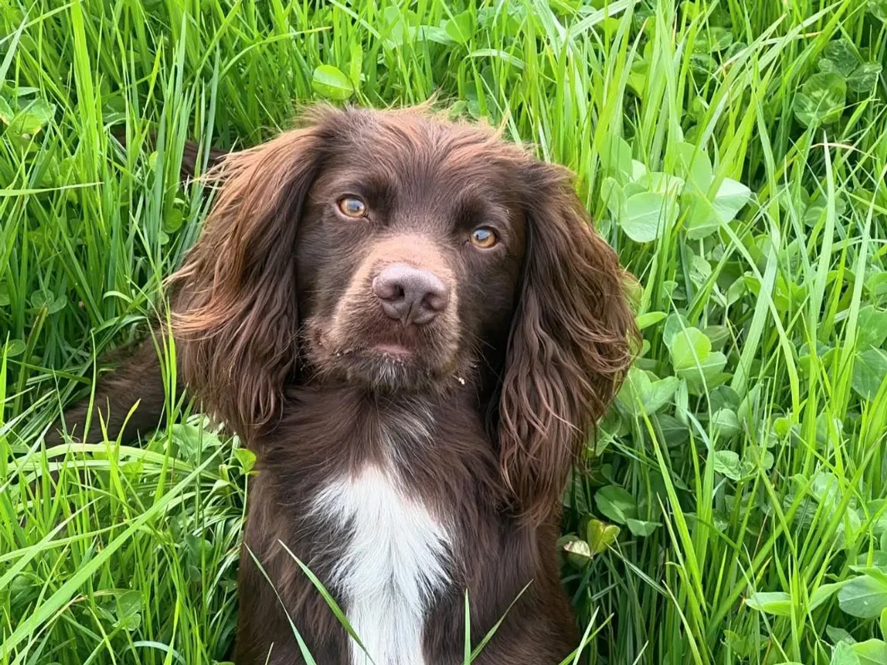 Billede 2 - ft Cocker hvalpe 