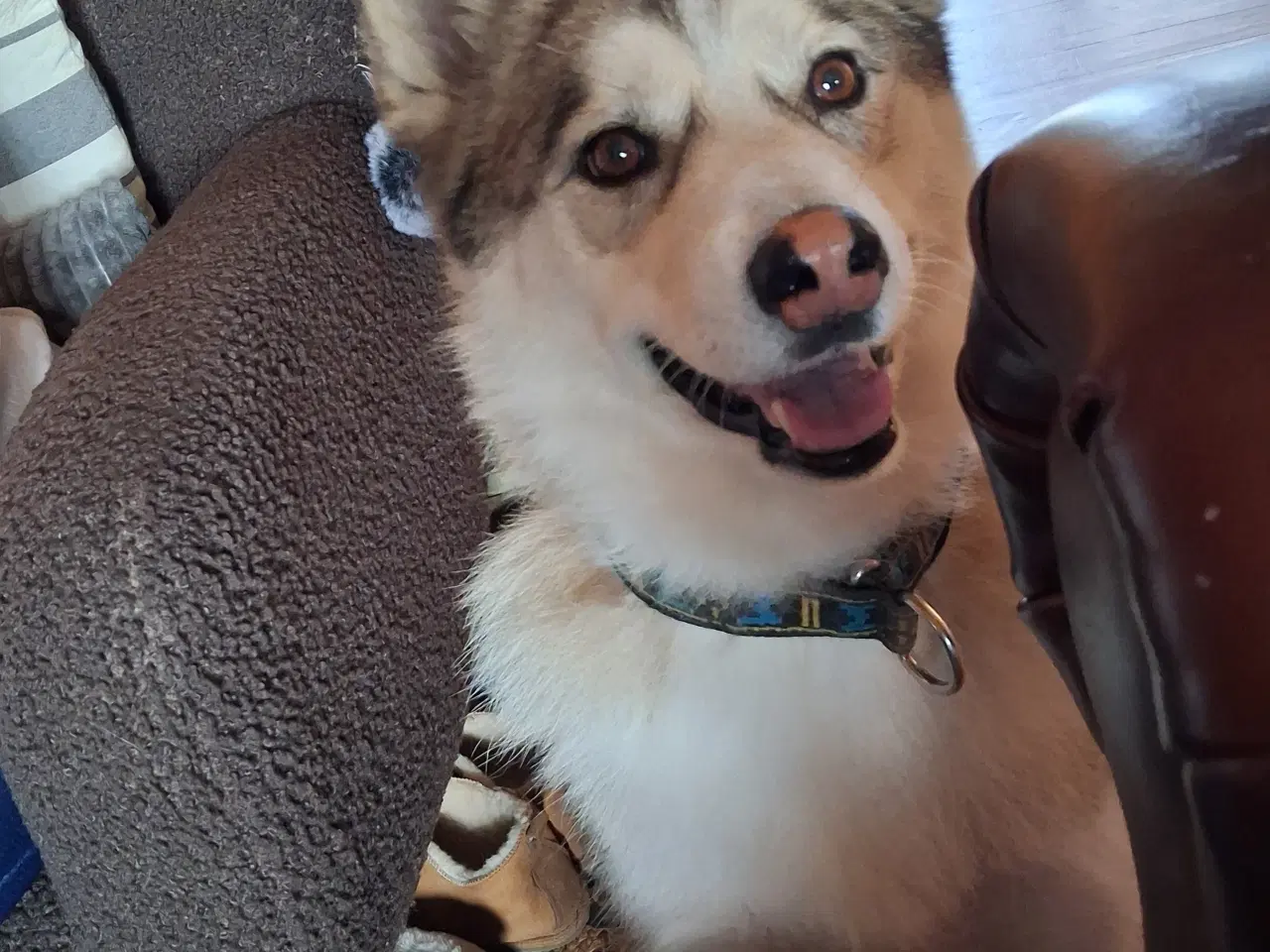 Billede 1 - Husky/samojede