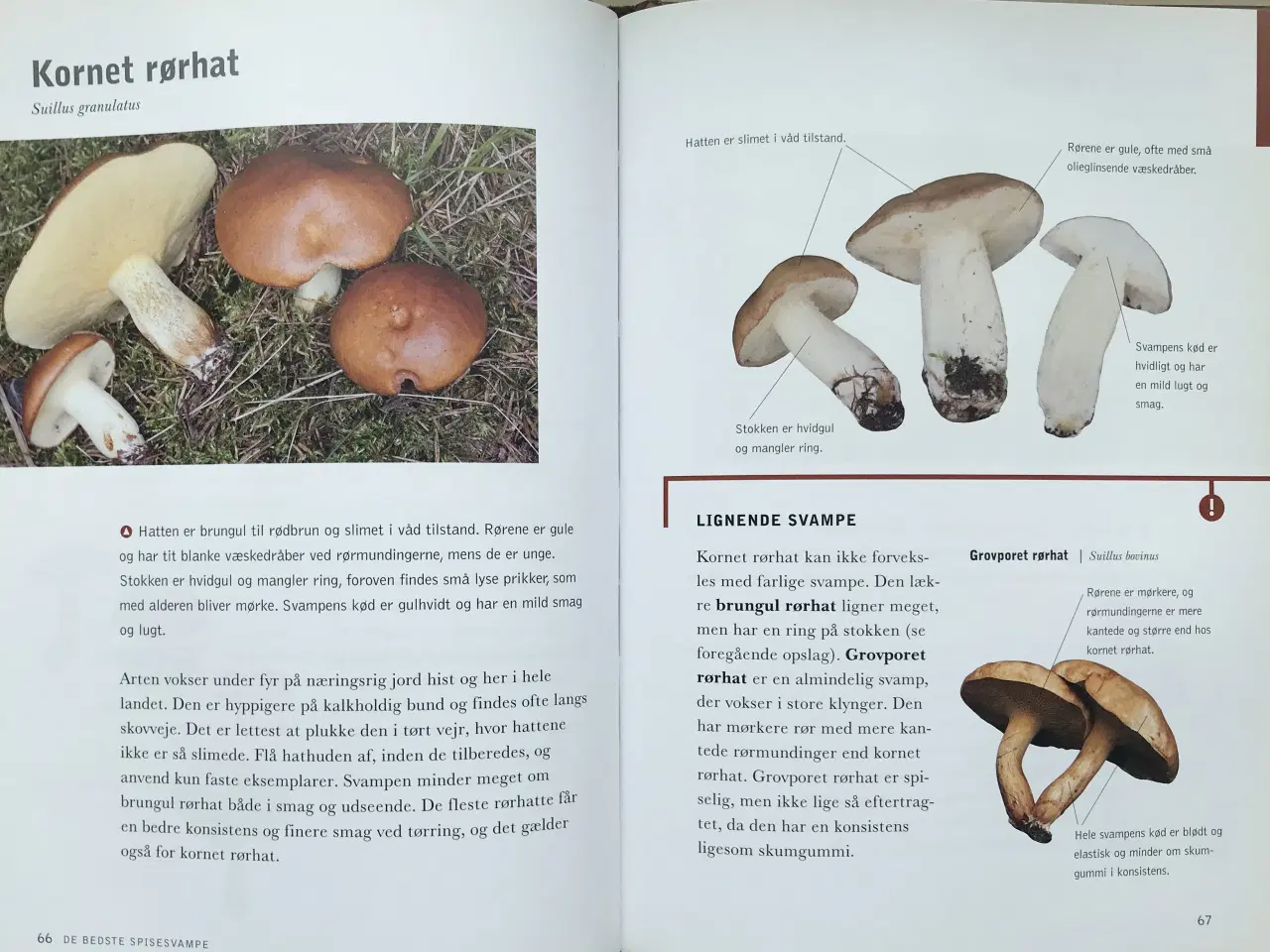 Billede 7 - De bedste spisesvampe, Michael Krikorev