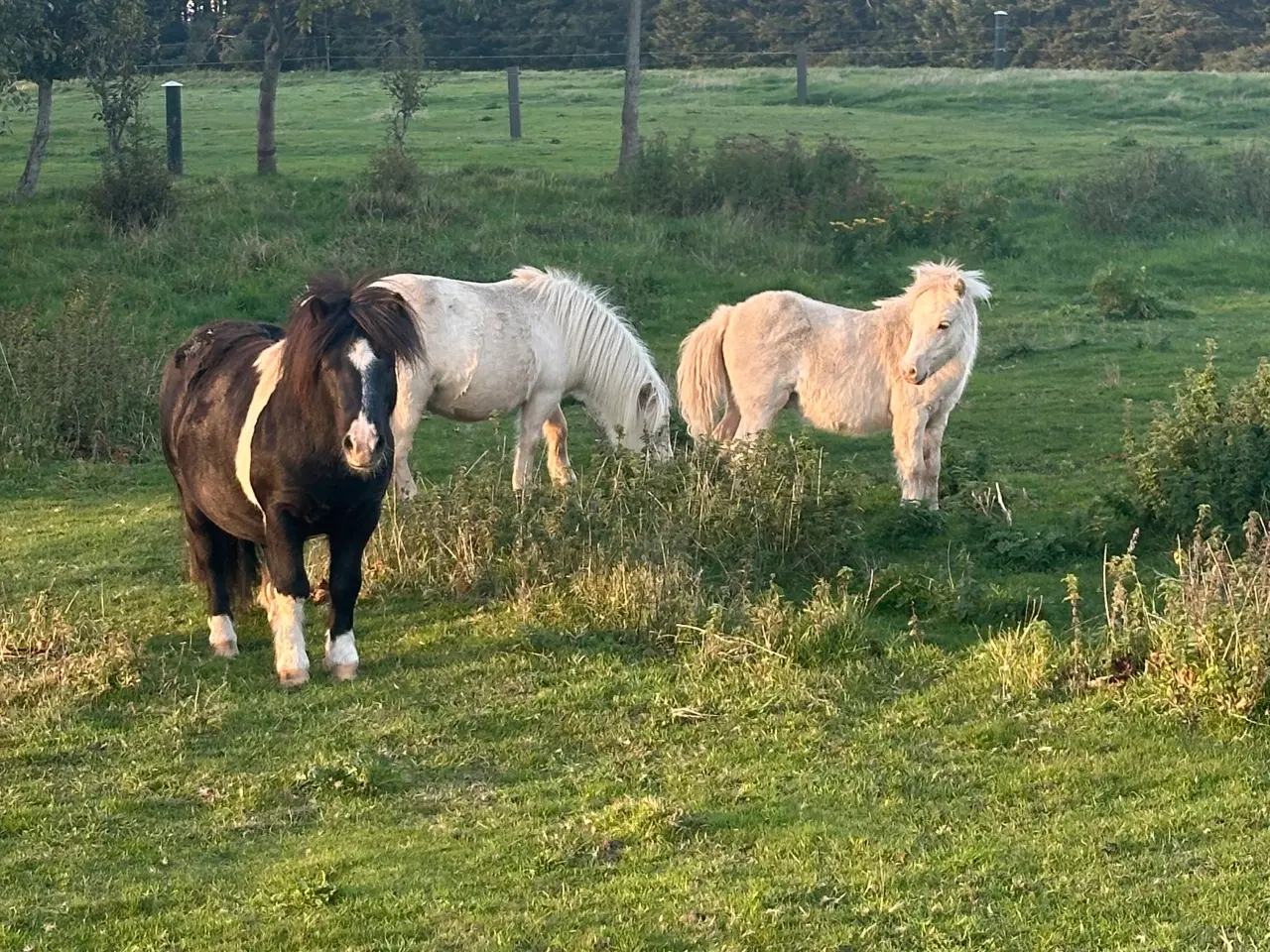 Billede 5 - Palomino hingste føl