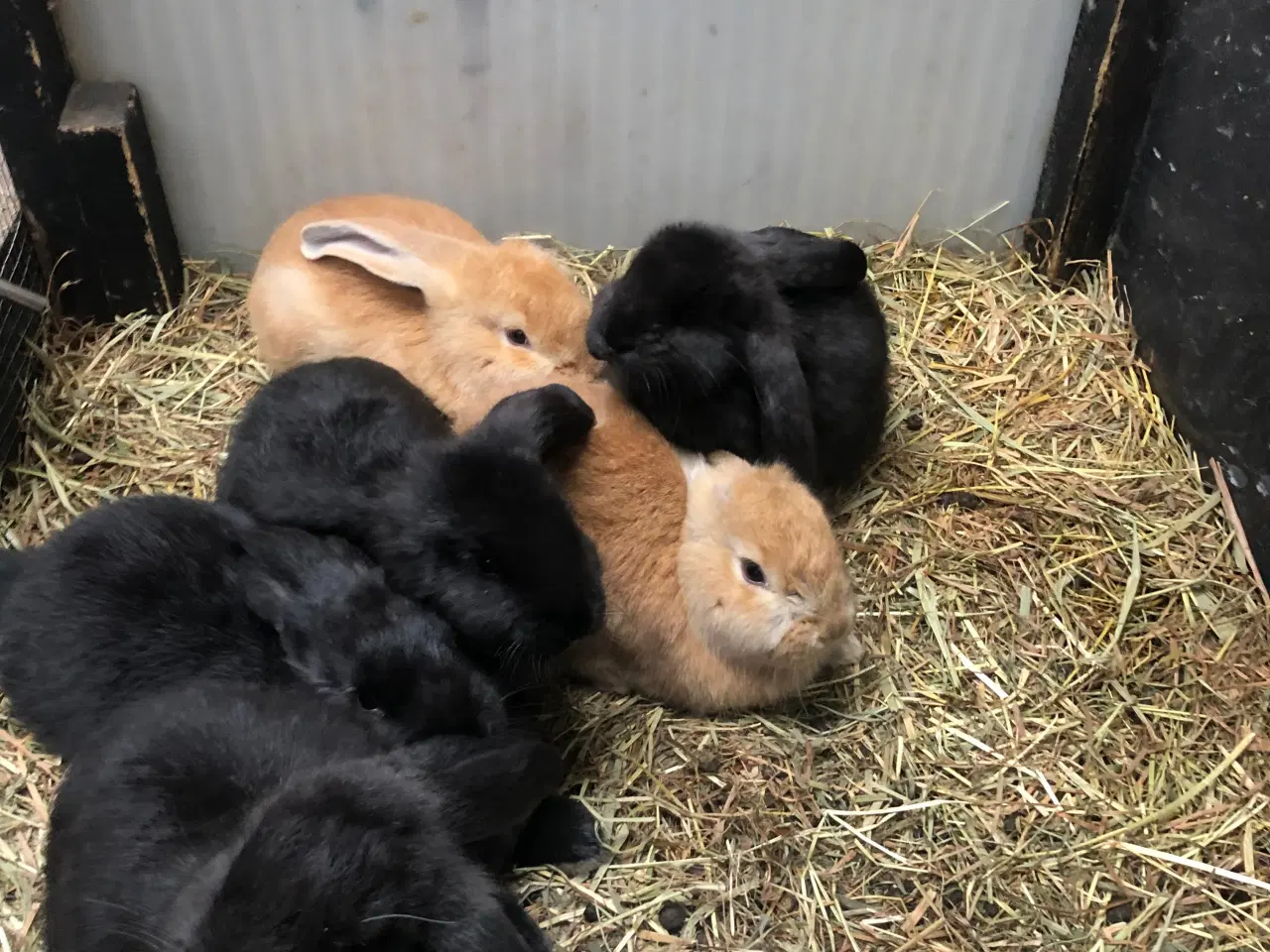 Billede 5 - Kaniner