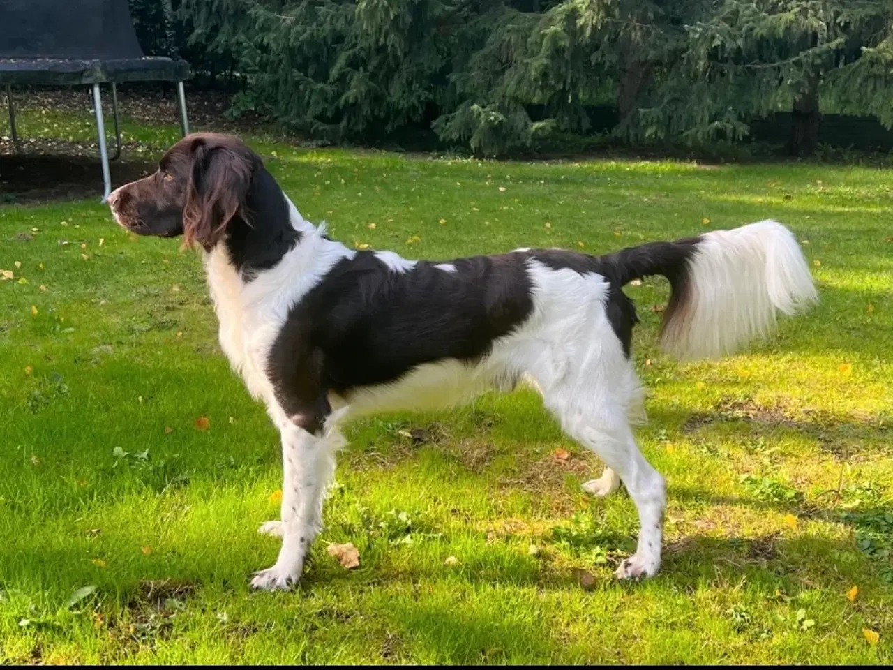 Billede 6 - Salg af Konrad - En fantastisk familiehund og jagt