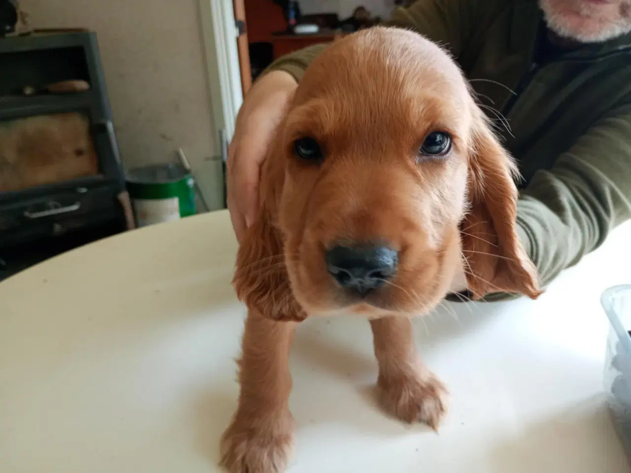 Billede 3 - Cocker spaniel hvalp