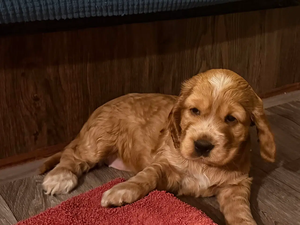 Billede 5 - Engelsk cockerspaniel 