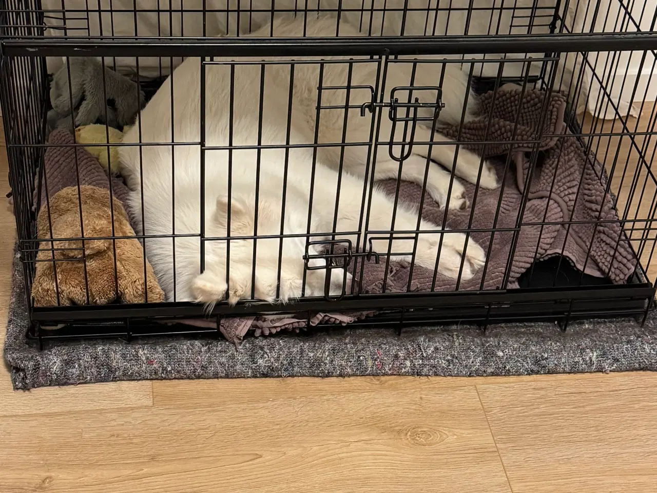 Billede 2 - Skønne, søde Nanna søger nyt hjem