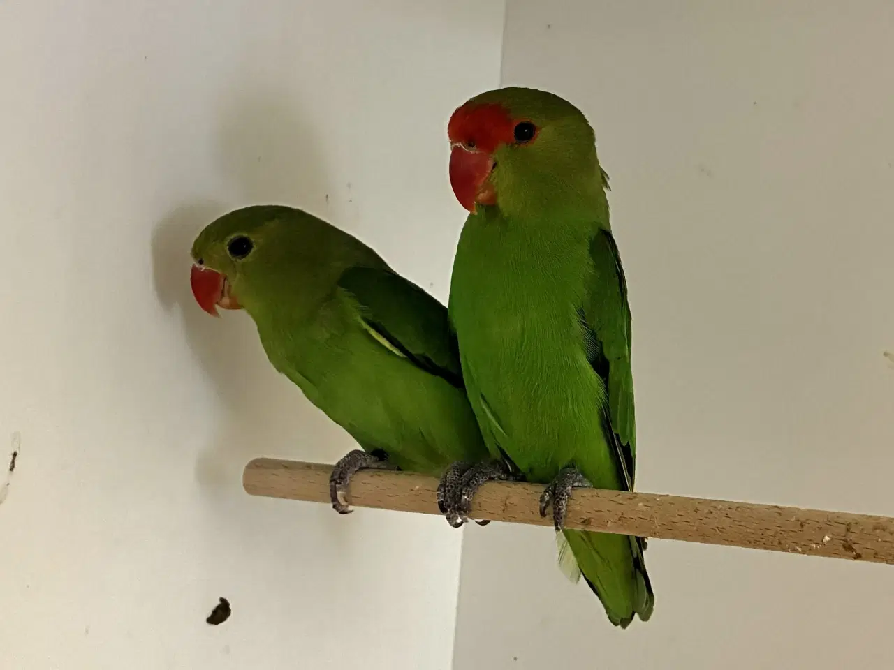 Billede 1 - Taranta Dværgpapegøje