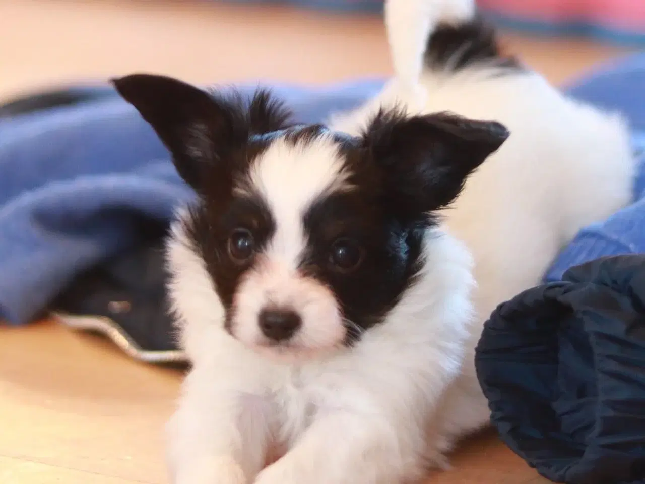 Billede 1 - Papillon hvalpe 