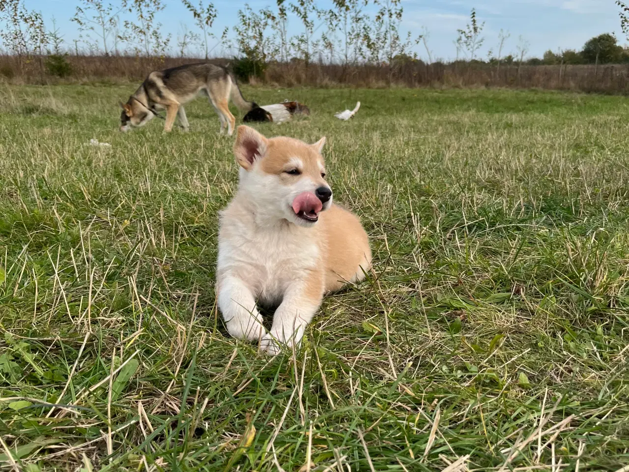 Billede 3 - Hvalpe af malamute/ tjekkoslovakisk ulvehund